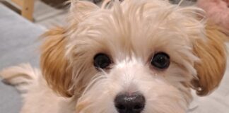 Licensing of Dog Breeding in Carmarthenshire – consultation now open dog breeding 2 website