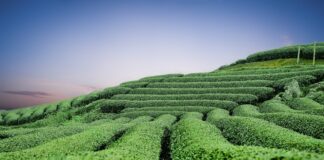GREEN TEA: WELSH FIRM TO POWER KENYA FARMS WITH ELECTRICITY FROM TEA CLIPPINGS moc chau tea hills 2094184 1280