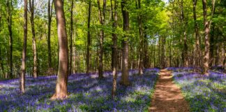 Your passport to bluebell beauty nature 3350185 1280 1