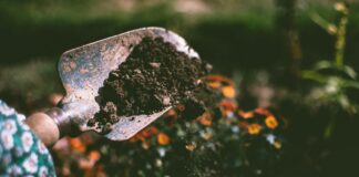 Simple garden improvements to sell your home pexels lisa fotios 1301856 scaled