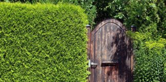 Add privacy to your overlooked garden privacy hedge 414227 1280