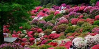 Pet Owners Urged To Check Garden For Five Toxic Plants susann schuster c5yz7Mzfh88 unsplash scaled