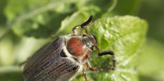 Warning to households as Cockchafers set to invade gardens 069934e1 b468 4dc3 80e2 ecda61642124