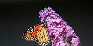 This shrub could devalue your home 458ec907 d443 41c6 9997 23ddf26bde08