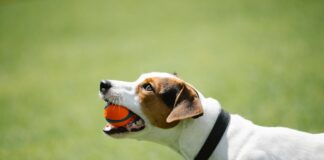 Ways to make your garden more dog friendly 5ae06165 428a 45cc bdce ddab8b77a365