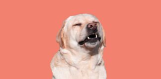 Expert tips on how to spot hay fever symptoms in dogs as pollen levels in Wales soar 7d10fa2a1dea3f09fcf32320b0bf504e60fd1d42