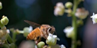 Asian Hornets: What to do if you spot one 83a9e774 c101 40b7 b87b 6a5a4cbff854 1