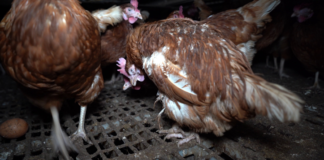 VIDEO: RSPCA CUTS TIES WITH “RUN DOWN” WELSH EGG FARM AMIDST BIRD NEGLECT ALLEGATIONS 92c67d8a ccf8 4901 a9a4 a158e07702f1