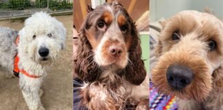 Local housebuilder lends a helping paw to beloved animal rescue charity — with £1,500 donation Captain Haf and Quest