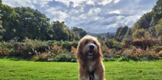 British country walks: A dog walker’s guide Dog walking