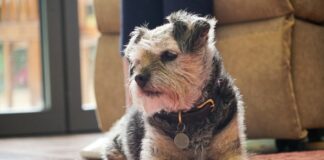 New Dogs Trust data reveals behaviour issues driving owners barking mad Dogs Trust National Dog Survey 2024