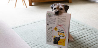 Sit, Stay, Survey: Dogs Trust calling on Welsh dog owners to have their say in the National Dog Survey Dogs Trust launches NDS 2024
