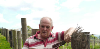 Mentoring helps farm make switch from producing livestock to growing grapes Geoffrey Easton Llety Farm