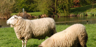 Stamp Out Sheep Lameness This Summer Lame sheep @300