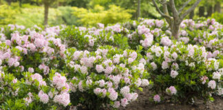 Box Tree Moths won’t destroy Bloombux Micranthum PdG Beet DSC2192 cropped scaled