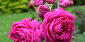 Peter Beales Roses’ perfect picks: Revitalise those shady places Mme. Isaac Pereire scaled