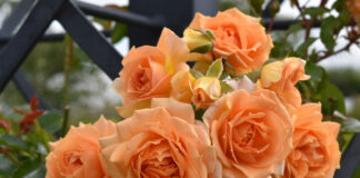 A Legacy of Courage: Peter Beales Roses and RNLI mark 200 years with Blue Peter icons and rose debut at RHS Chelsea Peter Beales With Courage rose launching at RHS Chelsea 2024 1 scaled