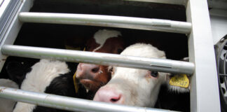 Live exports finally banned in ‘biggest day’ for animal welfare Untitled 1