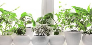Top fruit, veg and plants for windowsill gardening b29b5ecc 1c43 4d4c 98e8 fa86a8b71d23 1
