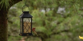 Bug control: How to attract insect-eating birds c4aa6830 7dee 4fd7 ac7a d7b1a88da129