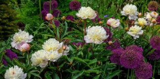 Peony season is upon us image004