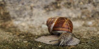 These are the bugs you don’t want in the garden pexels pille kirsi 222198 1116989 scaled