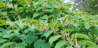 Gardeners urge Brits to familiarise themselves with Japanese Knotweed 074ec8eb ef47 43f8 bbc5 53fda17e533f