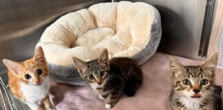 Three kittens abandoned in cardboard box now safe in RSPCA branch care 0c431a75 b60e 4fa4 a1a8 22dab4fa0f6d