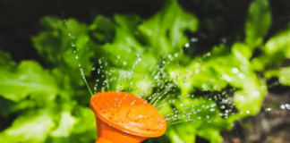 Gardeners prepare for sunny weather 18e13137 7b2e 41dd a3aa f90b9d1f1bcc