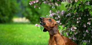 Urgent bird food warning to dog owners 1dd3ce6e aac2 4eed aa10 96dbe28d5a96