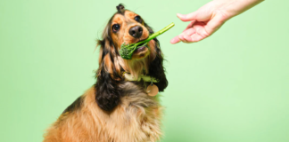 Survey Reveals UK Dog Owners Feeding Habits 2a8ffe43d3506682b37005d2682eaaa2bb3e4e3b