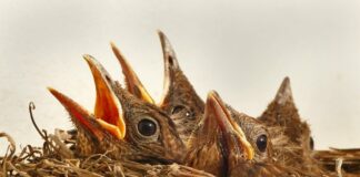 How to care for birds in your garden this summer 30dcd4c7 ac20 4fc6 a7dd 7983d9217f64