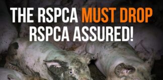 Downtown Abbey star, Peter Egan, asks RSPCA to drop their farmed animal assurance scheme 49f3a93c e1e7 4d9a 8e96 e44bc5f1f3ff