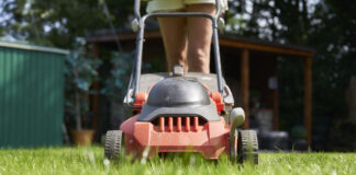 How to solve common lawn headaches with Johnsons Lawn Seed A731531 copy scaled