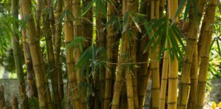 Britain’s ‘Bamboo crisis’ – urgent advice for growing the popular plant Bamboo plant