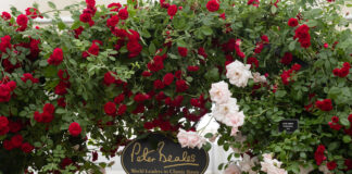 Peter Beales’ perfect picks: Roses for a vibrant summer garden Chelsea 2023 PBR entrance