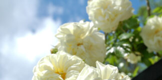 Roses for all gardens – why Peter Beales Roses is your one-stop shop for blooms that’ll reward with decades of delight Clarence House EDIT scaled