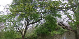 Top 10 Abandoned Property Hotspots in the UK Old Henllan 1 geograph.org .uk 1335237