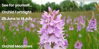 Orchid Fortnight looms and blooms at West Wales reserve and glamping site Orchid Fortnight