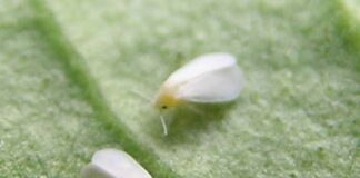 How to prevent a whitefly infestation Weisse Fliege