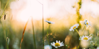 Pollen free plants to keep hay fever at bay aa7c41c3 188e 4a6a a4b3 0193edef89f6