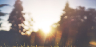 Help plants survive the heat ab535807 5c63 43b6 807e e48e99e4ae59