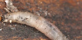 Households warned of leatherjacket invasion ruining gardens de18f159 919d 4848 bfaf 1ceec3003a72