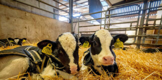 Feed quality milk protein to heifer calves to unlock better lifetime performance image004