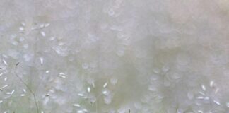 EXPERT COMMENT: HAY FEVER HIGHS IMPACTING DRIVER SAFETY karina trinidad 8P0g0RwZt0I unsplash scaled