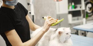 Vet comments on impending micro-chipping law pexels gustavo fring 6816838