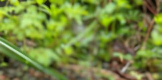 Britons warned of slug invasion pexels heather segle 275583244 12916722