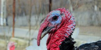 Turkey Shed Near School Refused turkey bird 882821 1280