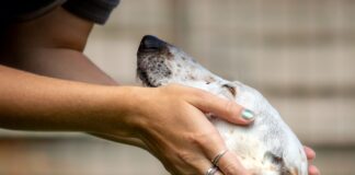 Rehoming centres ‘at breaking point’ as animals arrive faster than they leave Contact photo unnamed 3 1