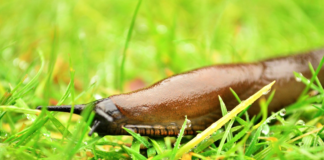 Summer slug invasion: How to deter the garden pests 01558fff 3a65 49d3 87ee 4a6f43099d4c